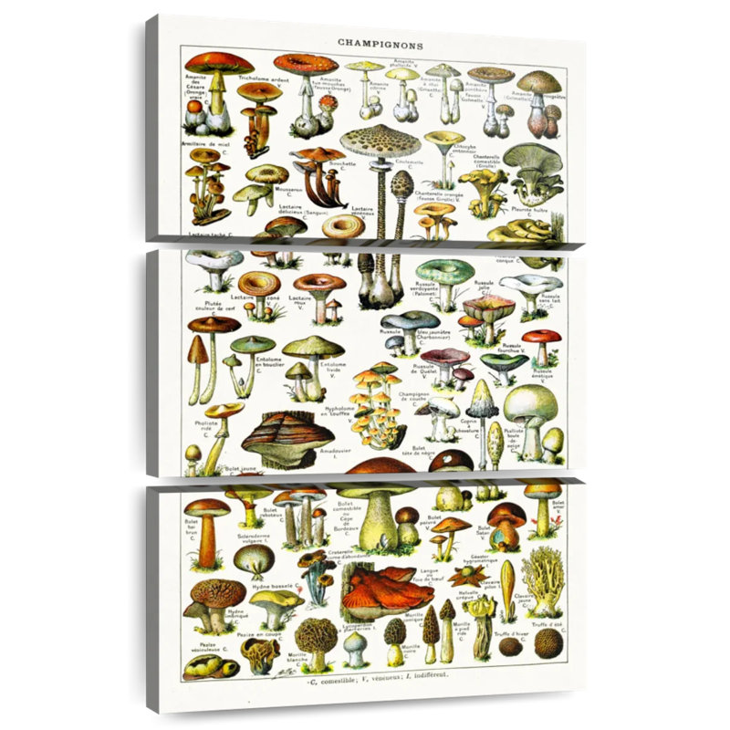Yarlin Mushroom Varieties, 45" H x 28" W