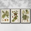 Gould Tropical Birds IV, ensemble de 3 toiles encadrées sur toile-97792248-97792249