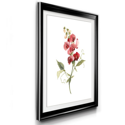 " Scarlet Sweet Pea "