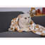 Couvertures pour chiens-99214431