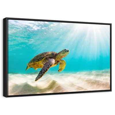 Tortue verte hawaïenne