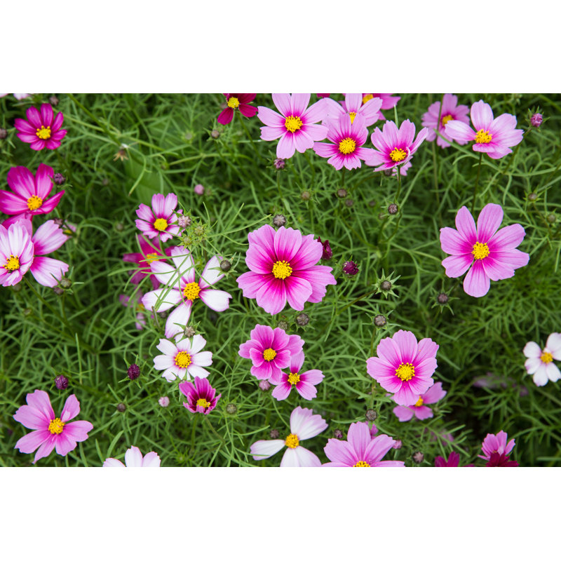 Cosmos Bipinnatus by Gdmoonkiller - Wrapped Canvas Print, 30cm H x 46cm W
