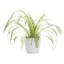Live Spider Plant in Classic Pot-49662203
