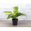 Live Lemon Lime Prayer Plant