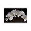 Orchids - Floater Frame Print on Canvas-214817174-214817169