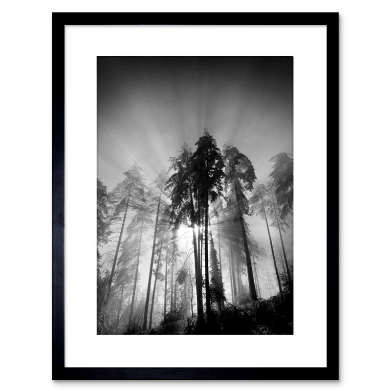 Trees Light Fog Black White Photo - Single Picture Frame Art Prints