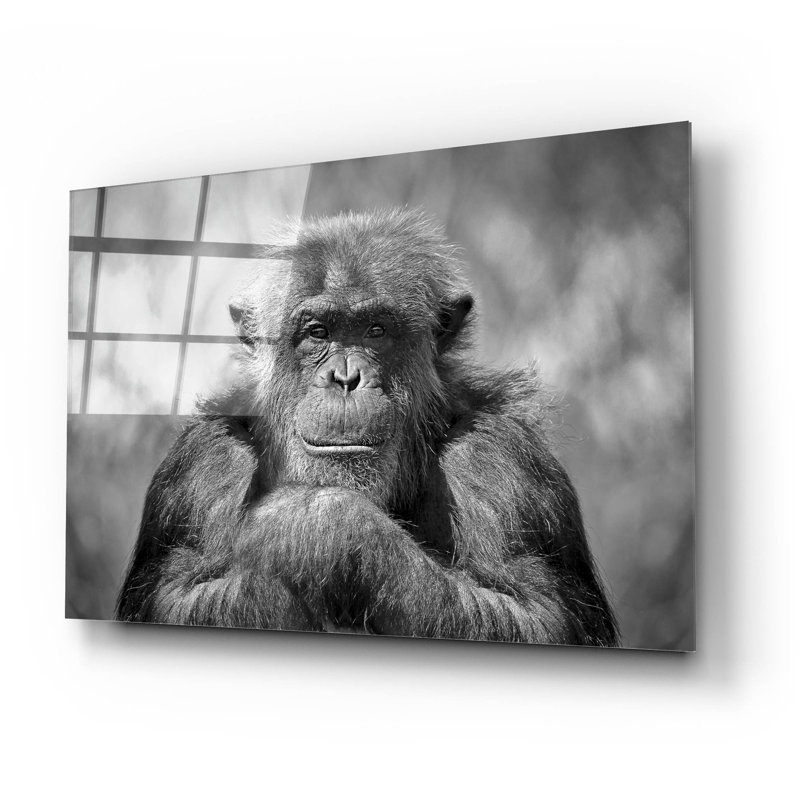 " Chimp " by SD Smart, 16" H x 24" W x 0.2" D