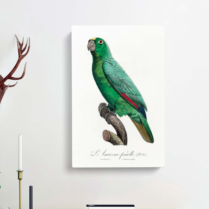 Yellow-Fronted Amazon Parrot by F. Levaillant - Wrapped Canvas, 50cm H x 35cm W x 3cm D