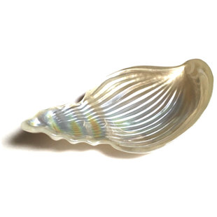 Plateau de coquillage conch