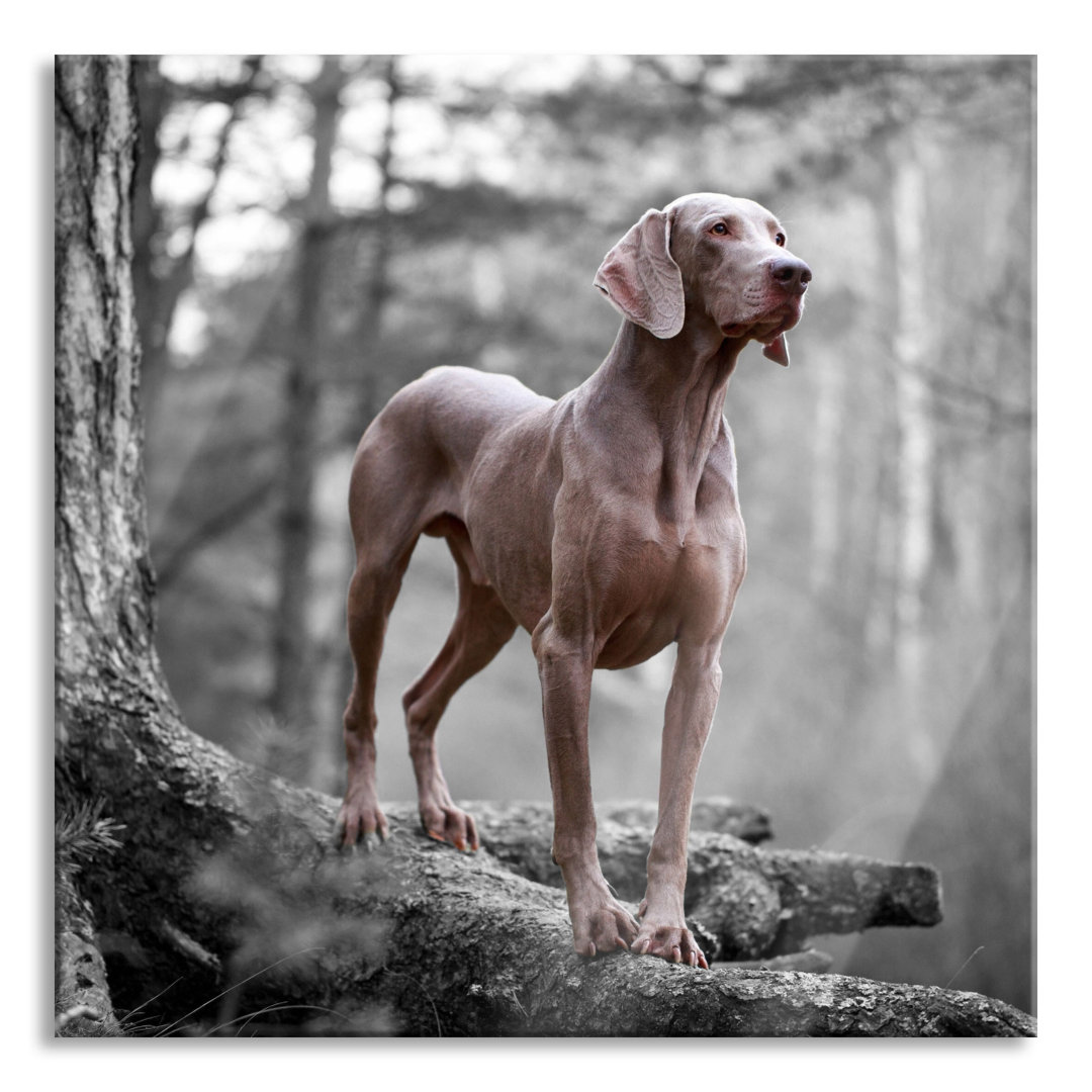 Glasbild Weimaraner auf Baumwurzeln