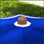 Parasol de plage polyvalent portatif 6,2 pi, parasol d'extérieur à volants UV 40+ avec auvent ventilé, sac de transport, rayures bleues