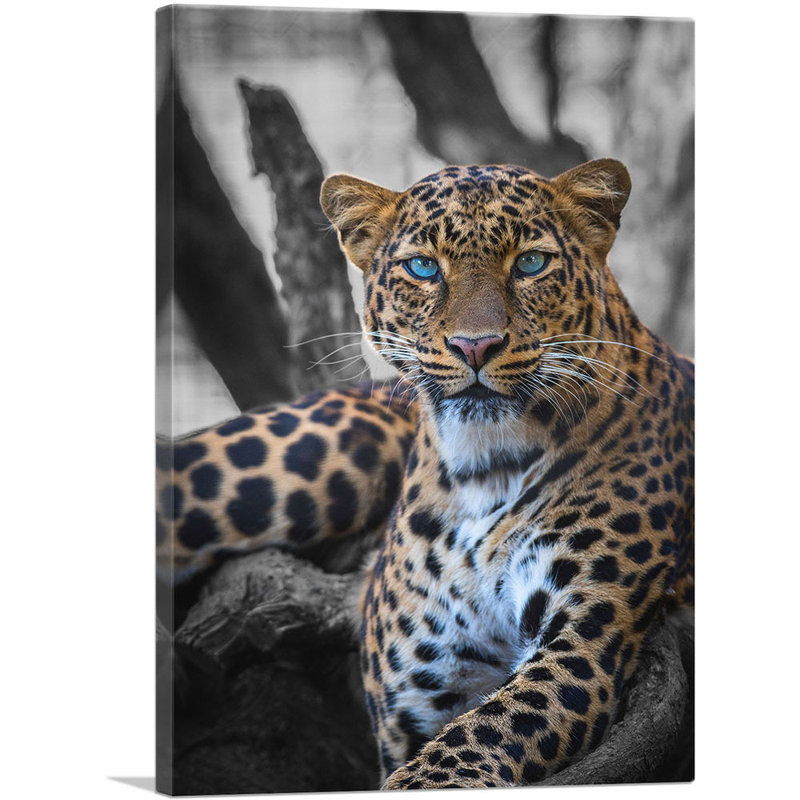 «Blue Eyed Leopard on Log», impression sur toile tendue, H 26 po x l 18 po x P 0,75 po