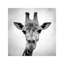 Giraffe 1 Piece Wrapped Canvas Wall Art-1023056949