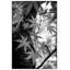 Érable japonais - photographie avec cadre photo-86679541-86859317