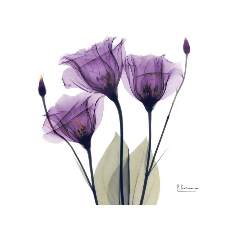 Gentian Hope by Albert Koetsier - Wrapped Canvas Print, 93.98 cm H x 93.98 cm W x 1.91 cm D
