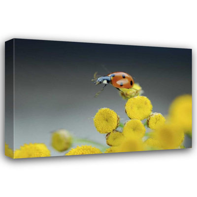 «Latitude Run® Terrill», reproduction d'art sur toile tendue par Steve Gallery: OR, coccinelle Multnomah Co sur une fleur jaune
