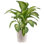 Dumb Cane in Décor Planter