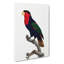 Black-Capped Lory by F. Levaillant - Wrapped Canvas-55370482