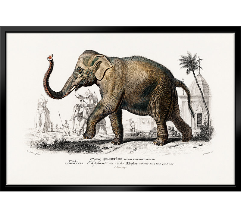 Éléphant - estampe numérique sur toile avec cadre flottant_, L 28 po x H 22 po