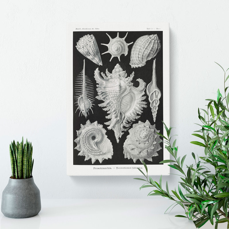 Prosobranchia Sea Snails by Ernst Haeckel - Wrapped Canvas, 50cm H x 35cm W x 3cm D