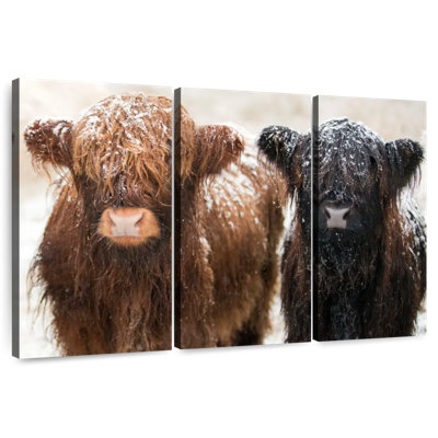 Brampt Hairy Highland Cows
