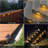 Solar Powered Integrated LED Deck Light Pack