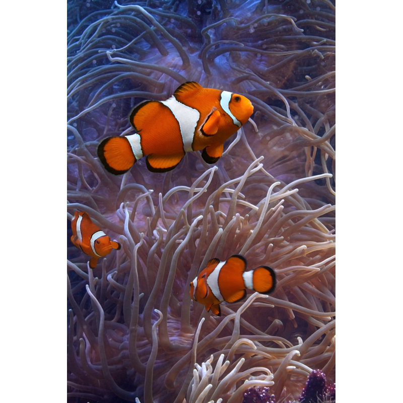 Clownfish - Photographie sur toile tendue, H 18 po x l 12 po