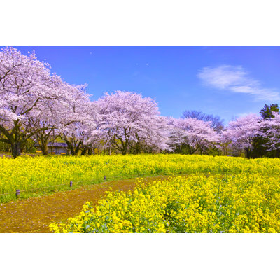 Kincheloe Cherry Blossoms - Wrapped Canvas Print