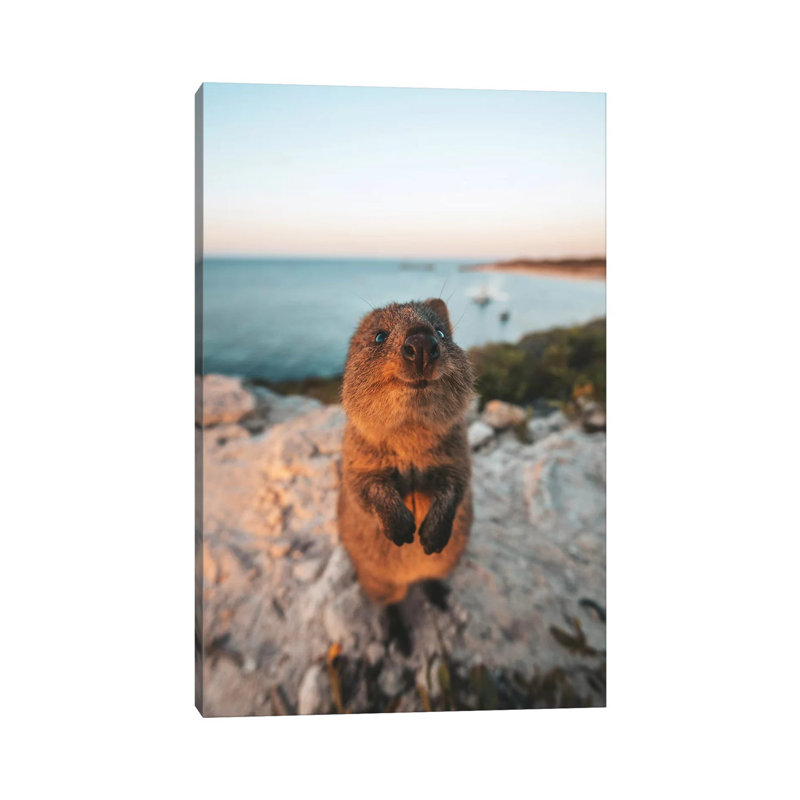 " Cute Quokka By The Ocean " by James Vodicka, 12" H x 8" W x 0.75" D