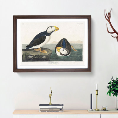 Atlantic Puffins by John Audubon - Framed Print
