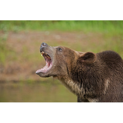 Grizzly Bear Growling - Wrapped Canvas Print