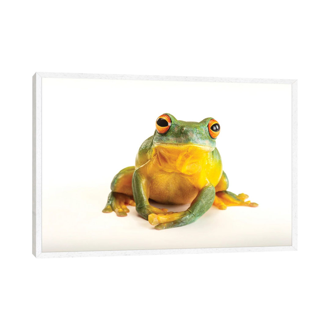 An Orange Eyed Tree Frog At Wild Life Sydney Zoo von Joel Sartore - Gallery-Wrapped Canvas Giclée on Canvas