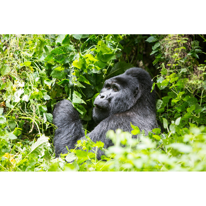 Gorillas 1 Piece Wrapped Canvas Wall Art, 30cm H x 46cm W