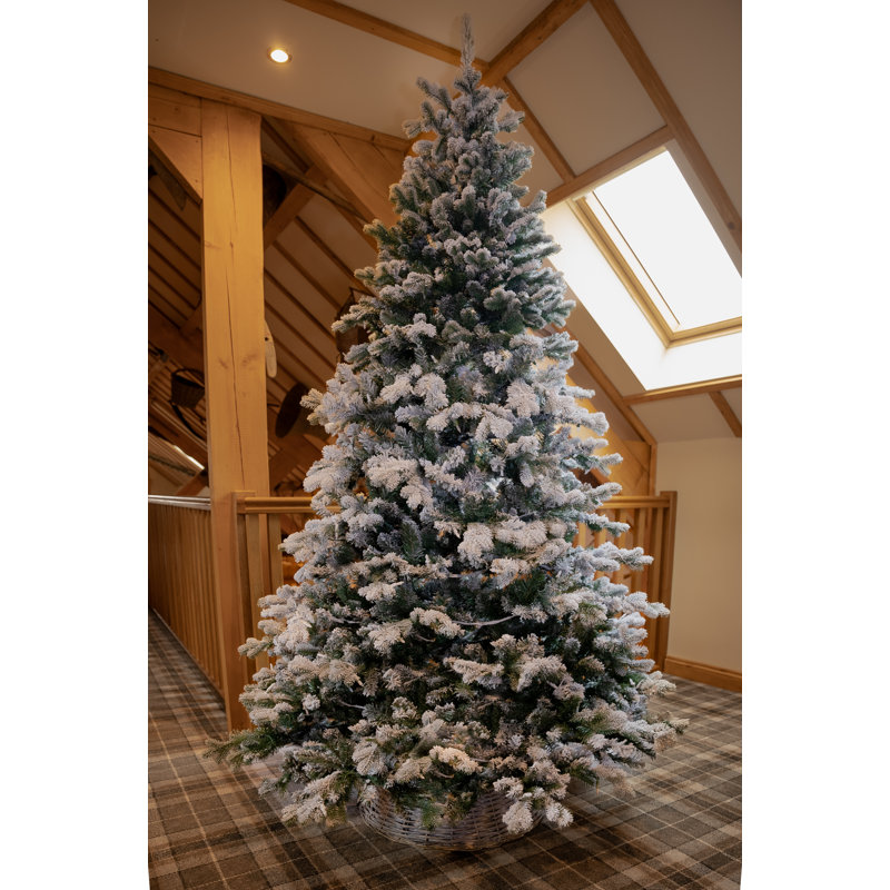 Snowy Sheffield Spruce 6.5ft Tree