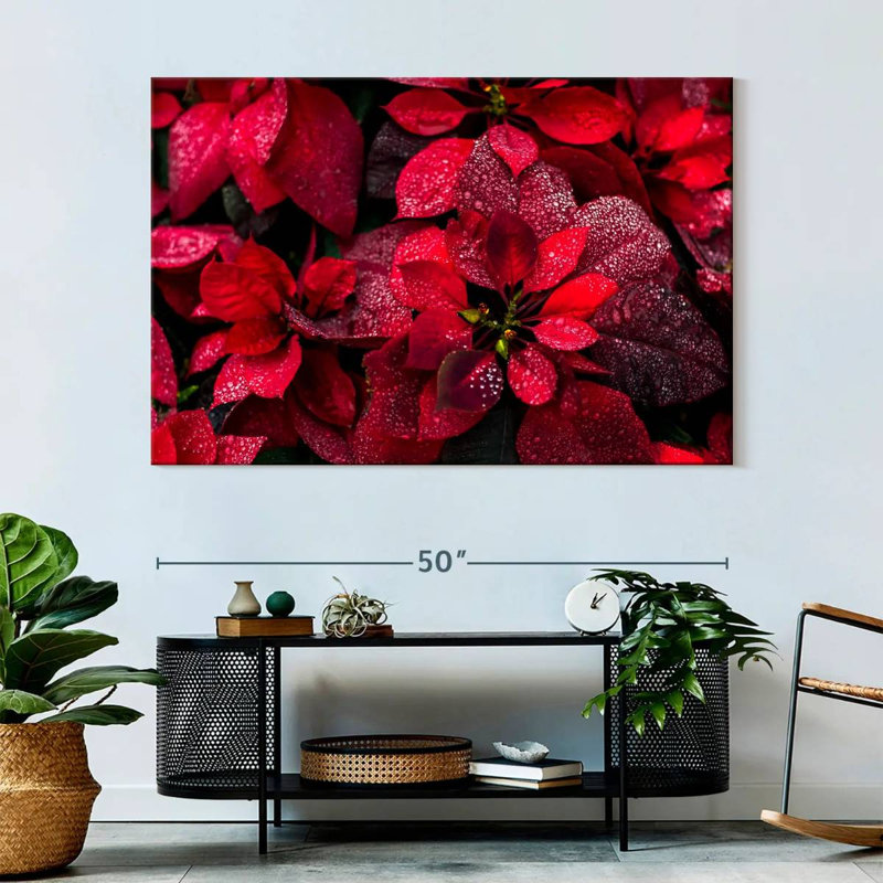 Dewy Poinsettia, 34" H x 51" W
