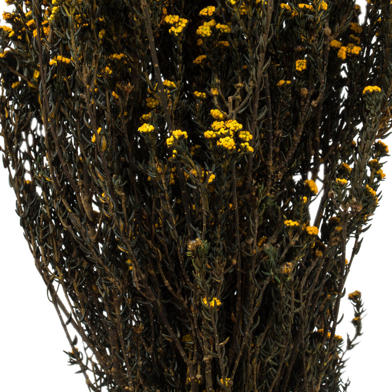 Eliseo 12-22" Natural Phylica Bundle, Preserved, Aspen Gold