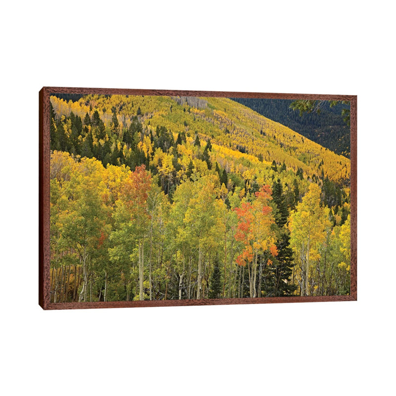 Quaking Aspen Trees In Autumn, Santa Fe National Forest Near Santa Fe, New Mexico II by Tim Fitzharris - Gallery-Wrapped Canvas Giclée on Canvas