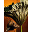 Lotus - Golden Light #003 Print by Keiichiro Muramatsu-1819695391