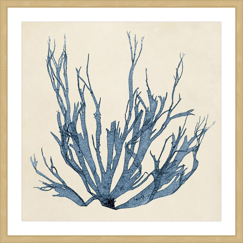 Coastal Seaweed I - reproduction de cadre photo, H 24 po x l 24 po x 1,5 po