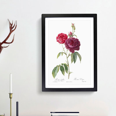 French Purple Roses by Pierre-Joseph Redoute - Framed Print