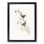 Field Reed Lark by Elizabeth Gould - Picture Frame Art Print-55609238-55609233