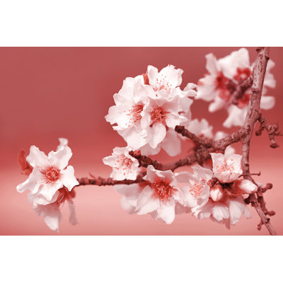 Almond Tree Flowers by Anna Bliokh - Wrapped Canvas Print