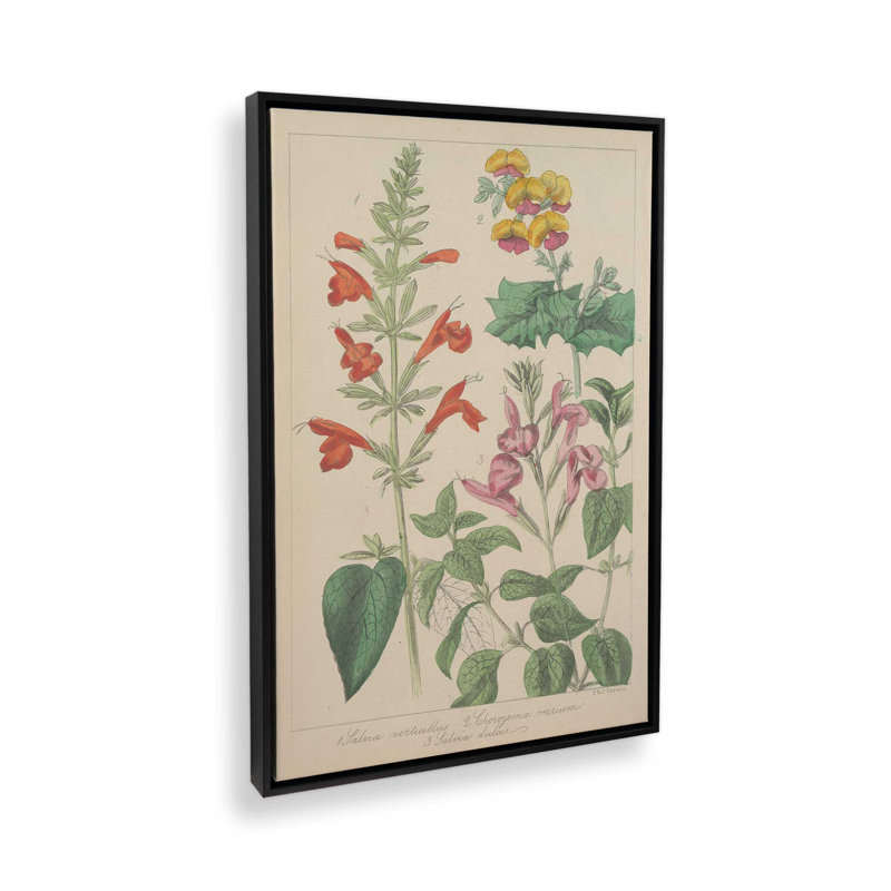 Salvia Florals I, reproduction d'art sur toile, H 18 po x l 12 po, Cadre flottant, Noir