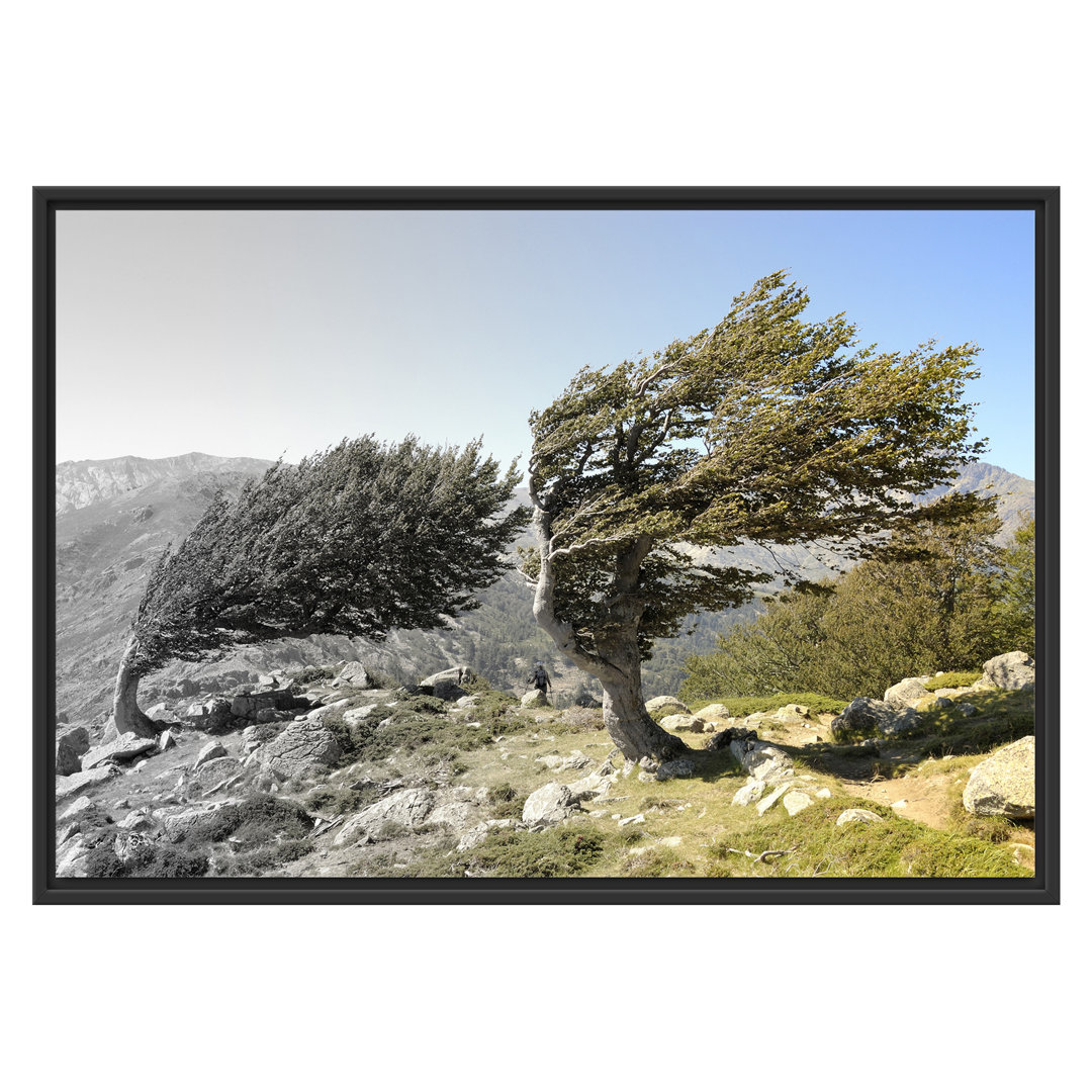 Gerahmtes Wandbild Alter Schiefer Baum in den Bergen