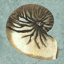 " Stonewashed Shells III " Graphic Art Print