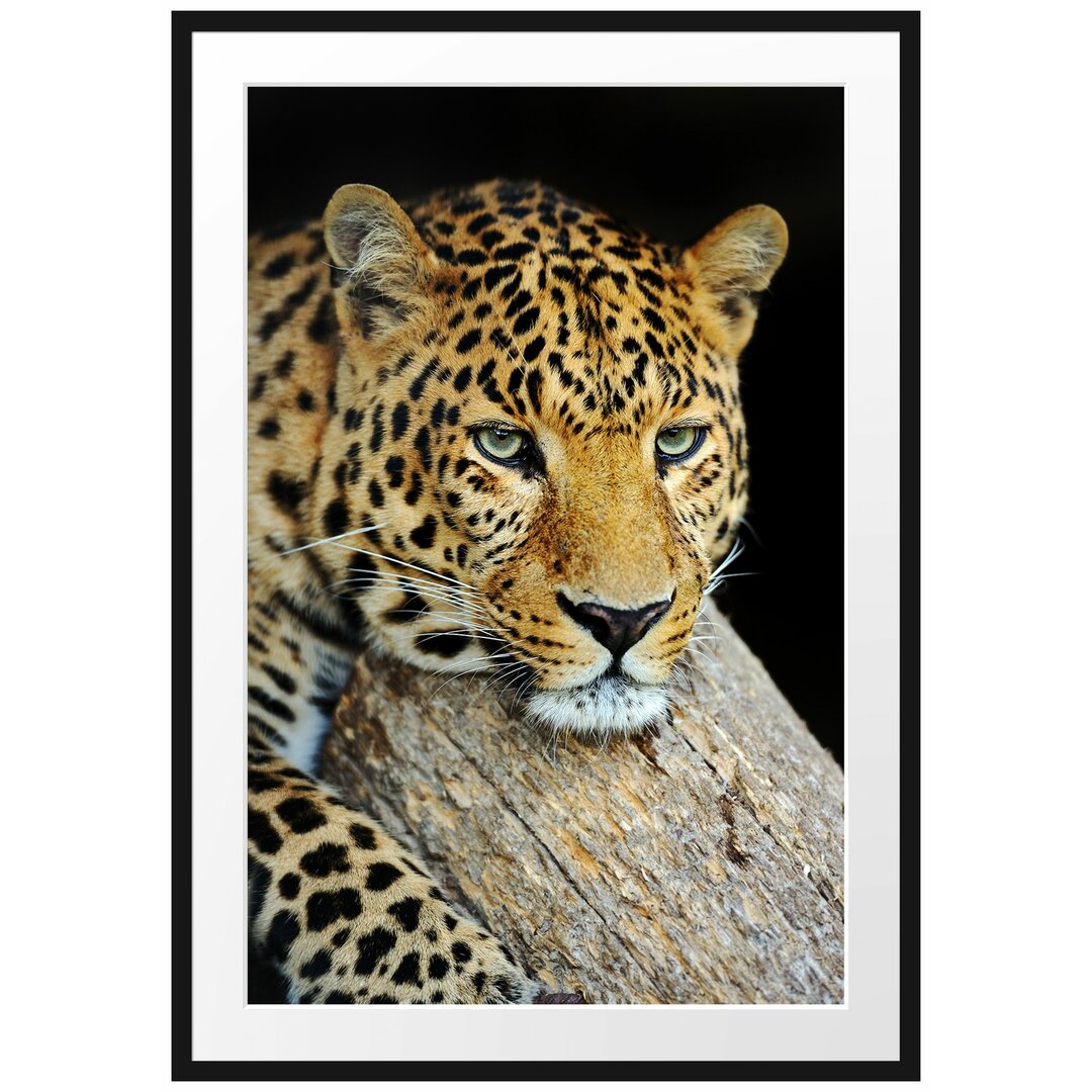 Gerahmtes Poster Ruhiger Leopard