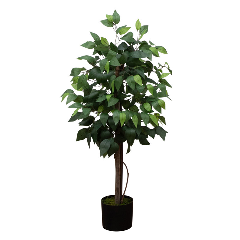 Ficus artificiel à double tronc, H 36 po x l 16 po x P 16 po