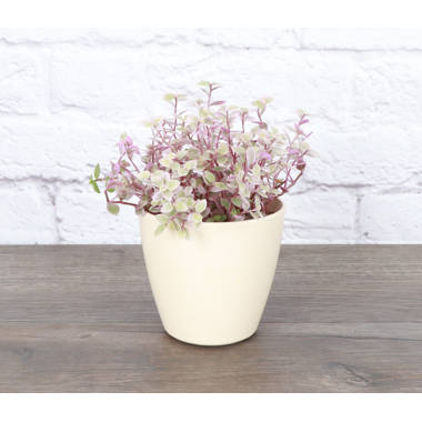 Live Pink Lady Tradescantia in Biodegradable Pot