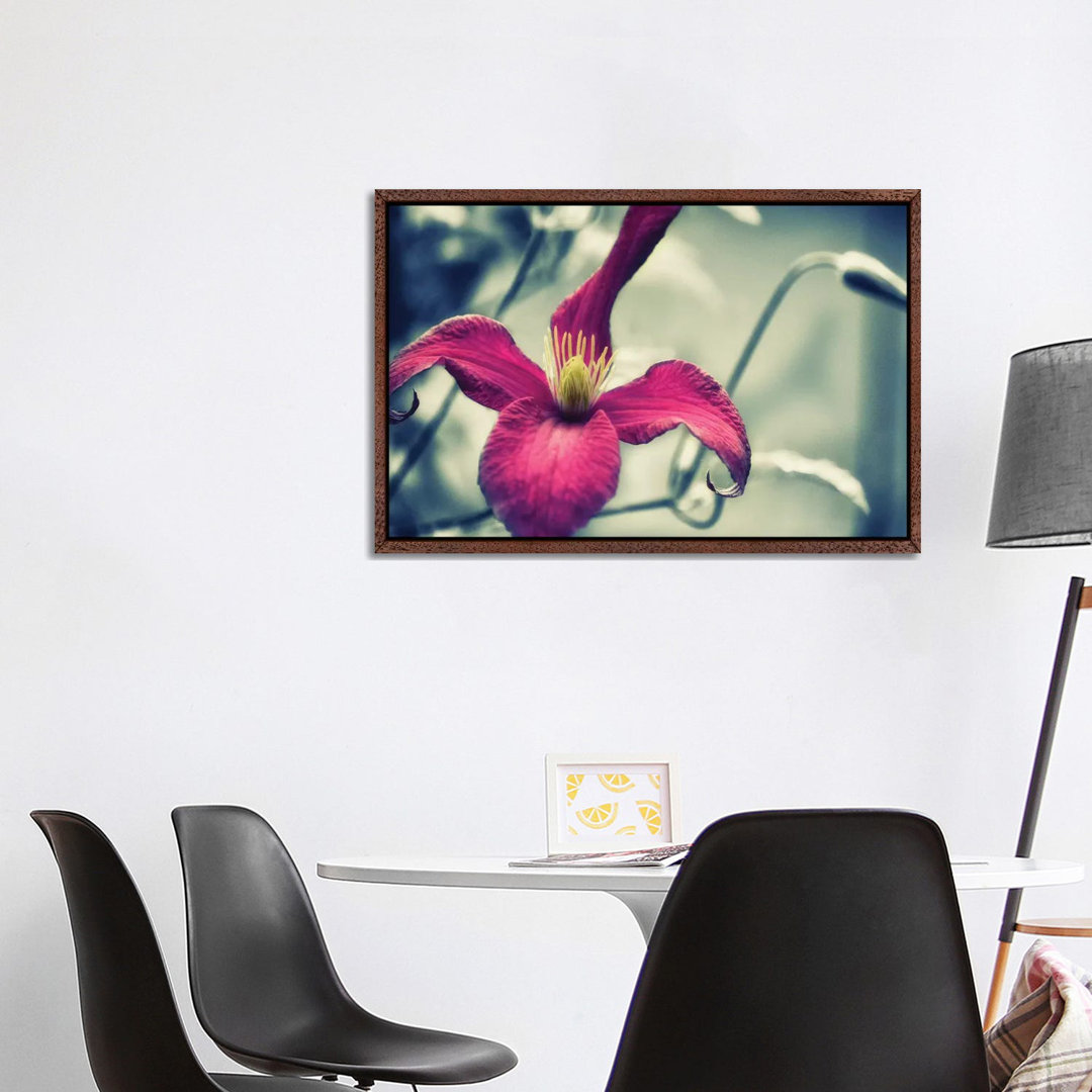 Rosa Clematis, schwarzer & weißer Hintergrund von Savanah Plank - Galerie-verpackte Leinwand Giclée auf Leinwand