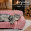 Canapé pour chat pour animaux de compagnie - Canapé-lit pliable pour animaux de compagnie à double couche, lit pour animaux de compagnie moyen et petit avec molleton en velours côtelé doux de qualité supérieure-149817704-149817705